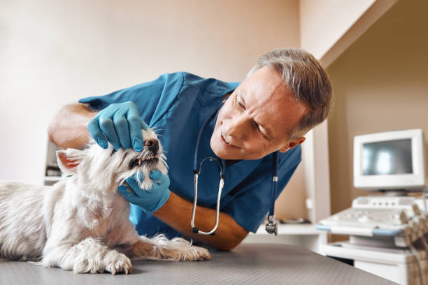 Best Emergency Tooth Extraction in Dland, MI